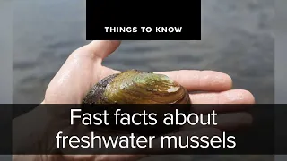 Fast facts about freshwater mussels | Things to Know