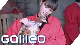 Selbstversuch: Drei Tage als Hühnerbäuerin | Galileo | ProSieben
