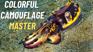 Marine Wonders: Flamboyant Cuttlefish