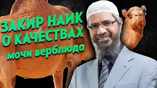 Закир Наик (проповедник Чемпионата мира) обожает верблюжью мочу! // Хатун Таш на русском.