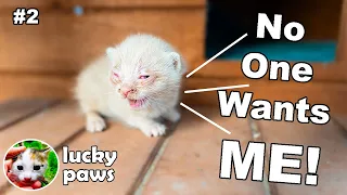 Trying to save life of 8 days old poor newborn kitten [ part 2 ] Lucky Paws