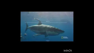 4 Amazing Great White Sharks