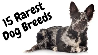 15 of the Rarest Dog Breeds Worldwide