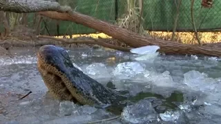 Ungewöhnliche Kältewelle in den USA: Selbst Aligatoren frieren im Eis ein