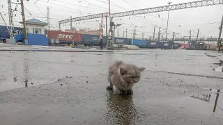 Почему выбросили породистого котенка на вокзале под дождем  threw a kitten in the rain