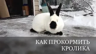 Кормление КРОЛИКА как СЭКОНОМИТЬ чем кормить