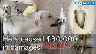 He's caused $30,000 in damages💸💸💸 [Dogs are incredible : EP.145-1] | KBS WORLD TV 221025
