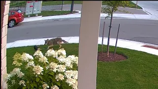 ON CAMERA: Coyote attacks little dog out on walk with young owner