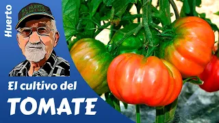 GROWING TOMATOES. English subtitles.