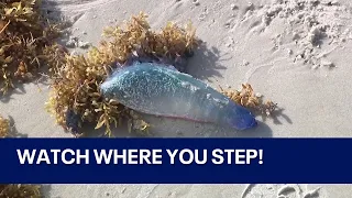 What's causing increase in jellyfish on Florida beaches?