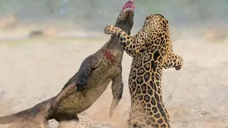 Only These Animals Could Defeat A Komodo Dragon