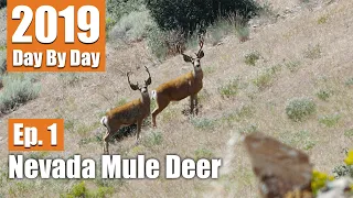 Big Muley at 50 Yards | 2019 Nevada Mule Deer (Ep. 1)