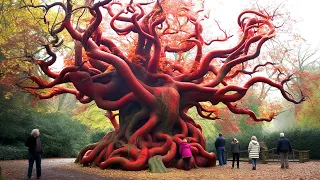 20 Oldest Living Trees In the World