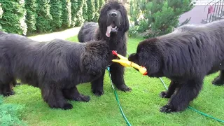 Newfoundland dog Lex does not want to share