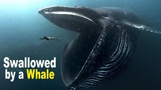 What to Do If You Are Swallowed by a Giant Whale?