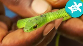 Der Schlangenmensch | Mein Bruder und ich in Sansibar | SWR Kindernetz