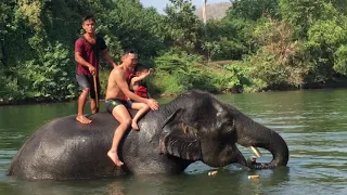 Таиланд  Купание со слонами