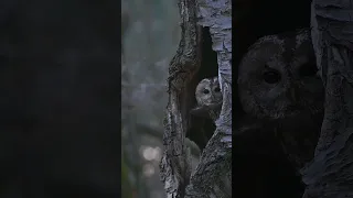 TAWNY OWL goes hunting  #owl #shorts #nature