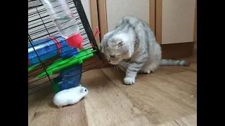 ШОТЛАНДСКАЯ ВИСЛОУХАЯ КОШКА И ХОМЯКИ 😻 КОШКА СКОТТИШ ФОЛД И ХОМКИ CAT & HAMSTERS