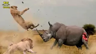 Mother Rhino Risked Her Life To Protect Her Children From Lion Attack | Animal Attacks