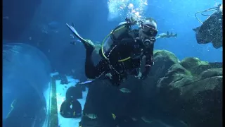 Whale Shark Dive Atlanta  GA Aquarium