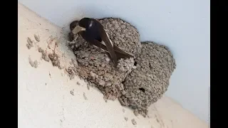 Гнездо ласточек- приятное  наблюдение
