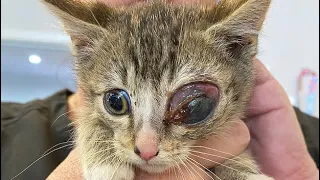 Removing A Botfly Maggot From Poor Cat's Eye (Part 9)