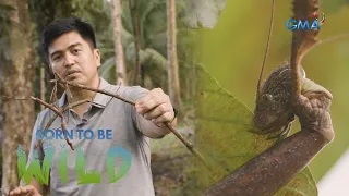 Walking stick insect’s ability to camouflage  | Born to be Wild