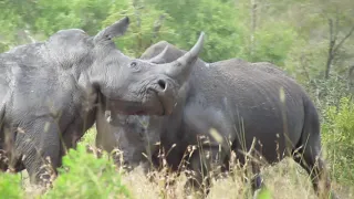 Rhinos Fighting To The Death