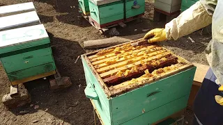 Беда на пасеке! Пчеловодство для начинающих