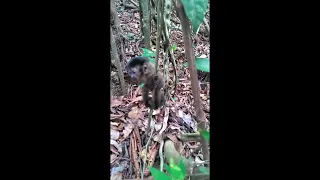 filhote de macaco abandonado pelo bando