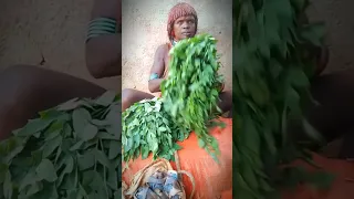 Selling moringa | hamer tribe #africantribe  #shortvideo #short