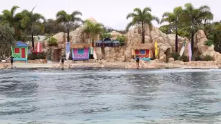 Sea World, Dolphin Show, Gold Coast, Australia