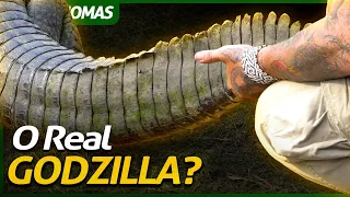 UM ANIMAL COM MAIS DE 300 MILHÕES DE ANOS DE EVOLUÇÃO! | BRASIL BIOMAS