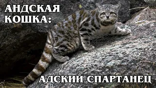 АНДСКАЯ КОШКА: Суровая и загадочная высокогорная кошка | Интересные факты про кошек