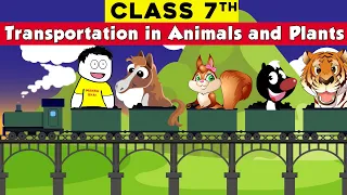 class 7 science chapter 11 - Transportation in Animals and Plants | CBSE Class 7