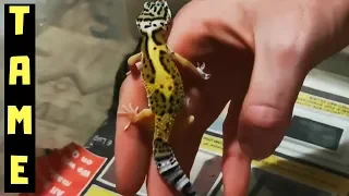 Taming A Baby Leopard Gecko