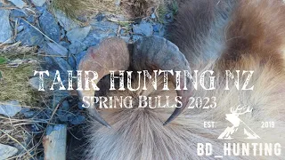 Tahr Hunting NZ - Spring Bulls 2023