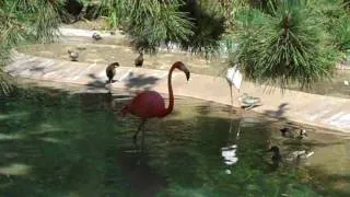 San Diego Zoo 19 Flamingo