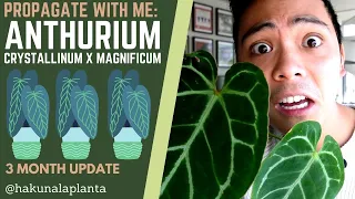 Propagating My Anthurium Crystallinum x Magnificum 💚 WITH UPDATES (Propagation in LECA & Perlite)