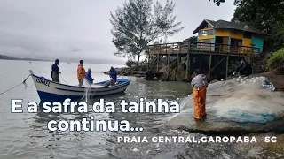 safra da tainha/embarcação Israel em ação/domingo na praia central/ pedra do siri.