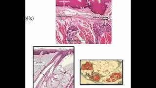 Unicellular and multicellular exocrine epithelial glands