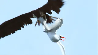 Sea Birds Battle In The Air For Fish | Life | BBC Earth