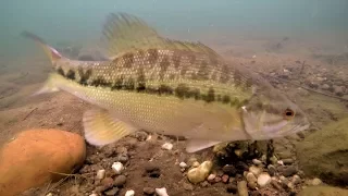 Underwater Footage | Big Spotted Bass Eating Swimbaits and Jigs!