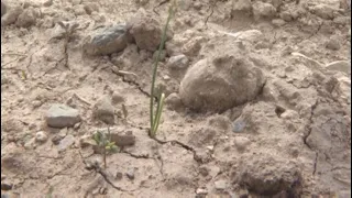 Поля высыхают без воды в Жамбылской области