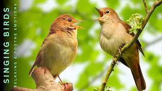 Beautiful Birds Singing In The Forest - Relax Your Soul With Natural Sounds - Bird Sounds 24 Hours