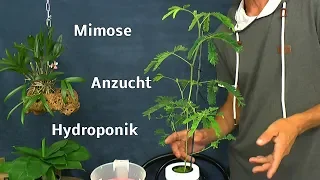 Mimose Anzucht in der Hydroponik das Ergebnis der exotischen Pflanzen