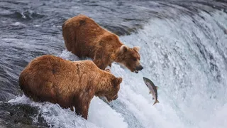 Grizzly Bears Catching Salmon | Nature's Great Events '