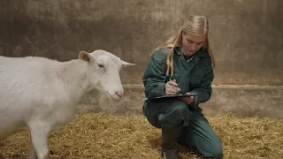 Boer aan het Roer - Pilot Gras om op te kauwen