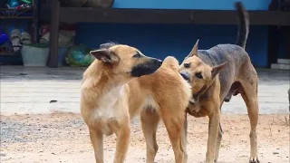 mrblaze1711 #028 | Thai street Dogs meeting Enjoy a season by rural dogs - Village Dogs Mating